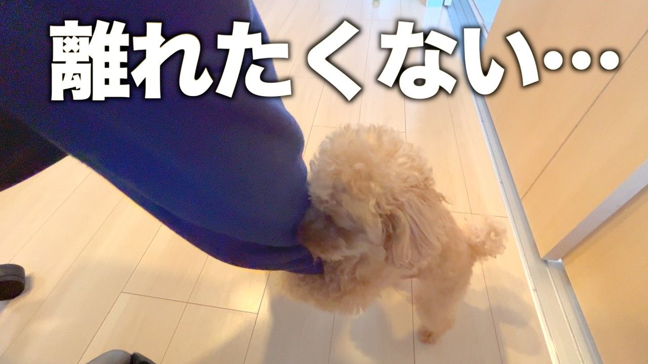 テディベアドッグのモコ